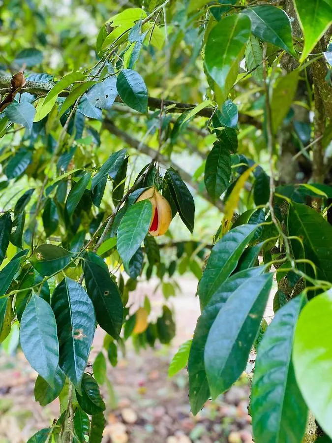 Holiday home Kurinjiyil Farm Stay Munnar